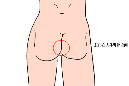 肛门位置图