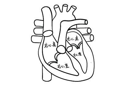 心脏心房心室图简笔画图片