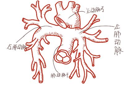 胸腔大血管解剖图