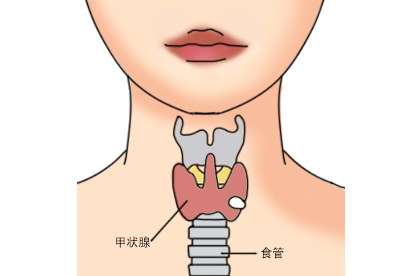 甲状腺食管位置图