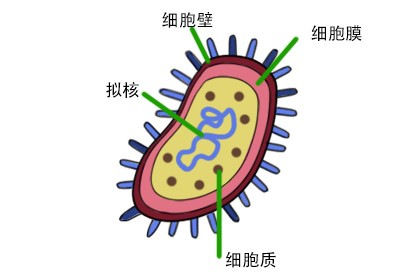 原核细胞图片