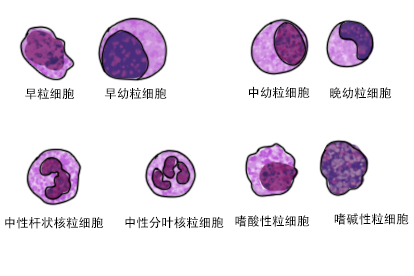 粒细胞各阶段图