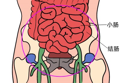 下腹内脏结构图片