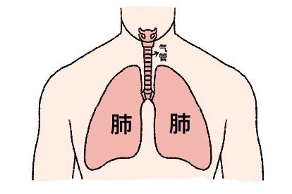 肺所在部位图