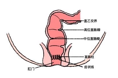 直肠解剖图