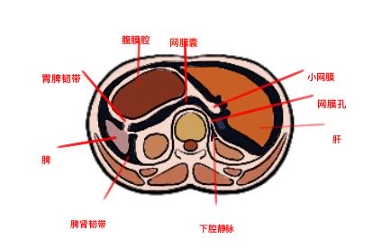 腹膜后解剖图