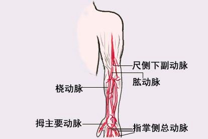 左上肢血管解剖图