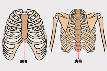 胸骨和胸椎区别的图片